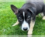 Small Photo #23 German Shepherd Dog Puppy For Sale in JURUPA VALLEY, CA, USA