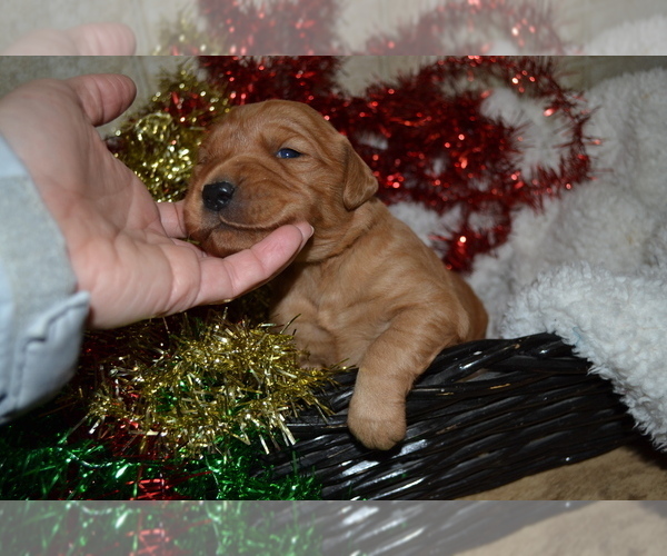 Medium Photo #25 Golden Retriever Puppy For Sale in GREENWOOD, WI, USA