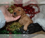 Small Photo #25 Golden Retriever Puppy For Sale in GREENWOOD, WI, USA