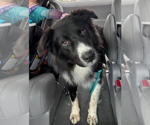 Border Collie Dogs for adoption in Winter Park, CO, USA