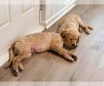 Small Photo #11 Catahoula Leopard Dog-Goldendoodle Mix Puppy For Sale in CLEVES, OH, USA