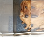Small Photo #6 Golden Retriever Puppy For Sale in SANTA BARBARA, CA, USA