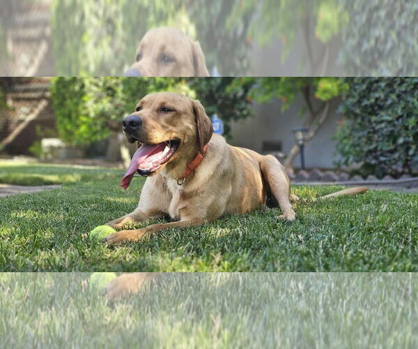Medium Photo #4 Labrador Retriever Puppy For Sale in Clovis, CA, USA