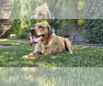 Small #3 Labrador Retriever