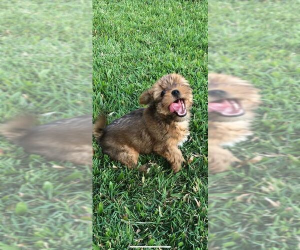 Medium Photo #7 Yorkshire Terrier Puppy For Sale in SAINT CLOUD, FL, USA