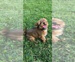 Small Photo #7 Yorkshire Terrier Puppy For Sale in SAINT CLOUD, FL, USA