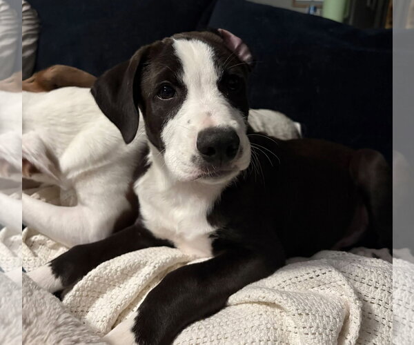 Medium Photo #2 Labrador Retriever-Unknown Mix Puppy For Sale in Sheboygan, WI, USA