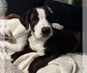Howdy - Male Labrador Retriever-Unknown Mix Dog for Adoption - Photo #2