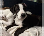 Small Photo #2 Labrador Retriever-Unknown Mix Puppy For Sale in Sheboygan, WI, USA