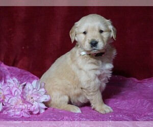 Golden Retriever Puppy for sale in FREDERICKSBG, OH, USA
