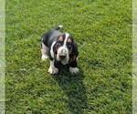 Small #15 Basset Hound