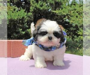 Shih Tzu Puppy for sale in ORO VALLEY, AZ, USA