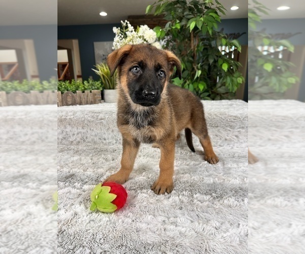 Medium Photo #2 German Shepherd Dog Puppy For Sale in GREENFIELD, IN, USA