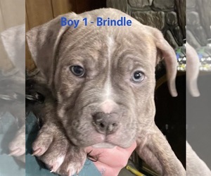 American Pit Bull Terrier Puppy for sale in STOCKTON, NJ, USA