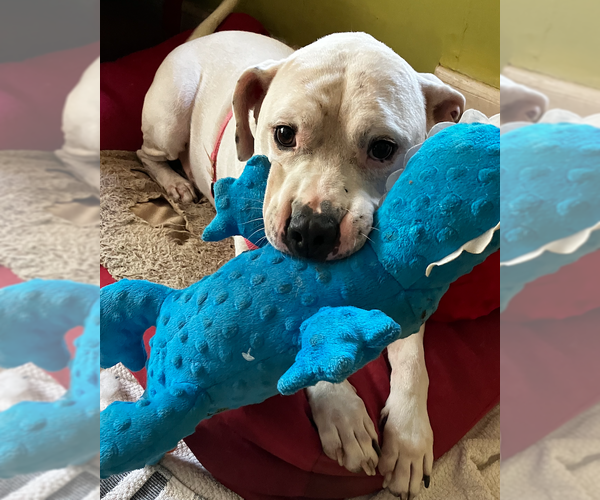 Medium Photo #2 Bulloxer Puppy For Sale in Decatur, GA, USA