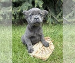 Small #3 French Bulldog