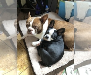 Father of the Boston Terrier puppies born on 07/19/2022