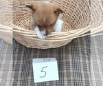 Small Photo #7 Pembroke Welsh Corgi Puppy For Sale in MANTON, MI, USA