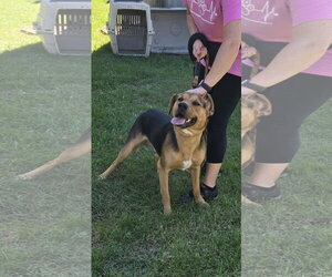 Ox: At the Shelter - Male Mutt Dog for Adoption - Photo #4