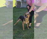 Small Photo #4 Mutt Puppy For Sale in Rustburg, VA, USA