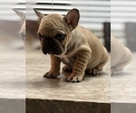 Small Photo #9 French Bulldog Puppy For Sale in ELK GROVE, CA, USA