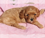 Small Photo #2 Cavapoo Puppy For Sale in SEYMOUR, MO, USA