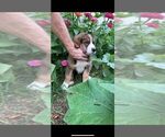 Small Photo #15 Bernese Mountain Dog-Caucasian Shepherd Dog Mix Puppy For Sale in STEVENS, PA, USA