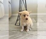 Small #7 Pomsky