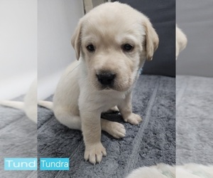 Labrador Retriever Puppy for sale in IOWA FALLS, IA, USA