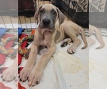 Small #36 Great Dane