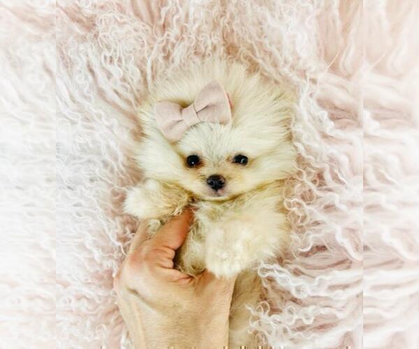 Medium Photo #14 Pomeranian Puppy For Sale in TAMPA, FL, USA