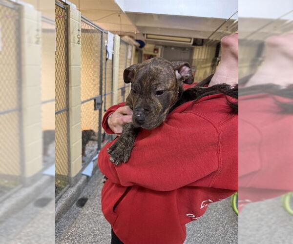 Medium Photo #1 Boxer-Unknown Mix Puppy For Sale in Brewster, MA, USA