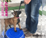 Small Photo #3 Belgian Malinois Puppy For Sale in CHANDLER, AZ, USA