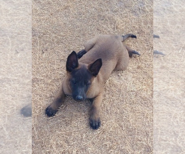 Medium Photo #4 Belgian Malinois Puppy For Sale in EL CENTRO, CA, USA