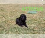 Small Photo #3 Goldendoodle Puppy For Sale in NORTH LIBERTY, IN, USA