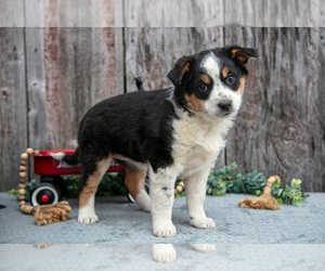 Medium Australian Cattle Dog-Miniature Australian Shepherd Mix