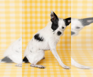 Mike Wazowski in RI - Male Mutt Dog for Adoption - Photo #2