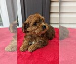 Small Photo #2 YorkiePoo Puppy For Sale in DUNNVILLE, KY, USA