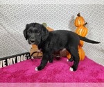 Small #5 Golden Mountain Dog