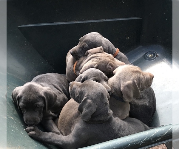 Medium Photo #1 Weimaraner Puppy For Sale in NEW KINGSTON, NY, USA