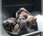 Small Photo #1 Weimaraner Puppy For Sale in NEW KINGSTON, NY, USA