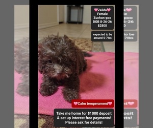 Poodle (Toy)-Zuchon Mix Puppy for sale in TUCSON, AZ, USA