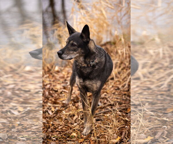 Medium Photo #28 German Shepherd Dog-Unknown Mix Puppy For Sale in Sandy, UT, USA