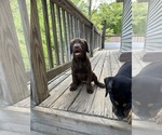 Puppy Female 4 Carly Goldendoodle-Labrador Retriever Mix
