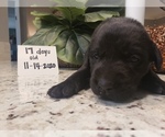 Small Photo #5 Labrador Retriever Puppy For Sale in KATHLEEN, GA, USA