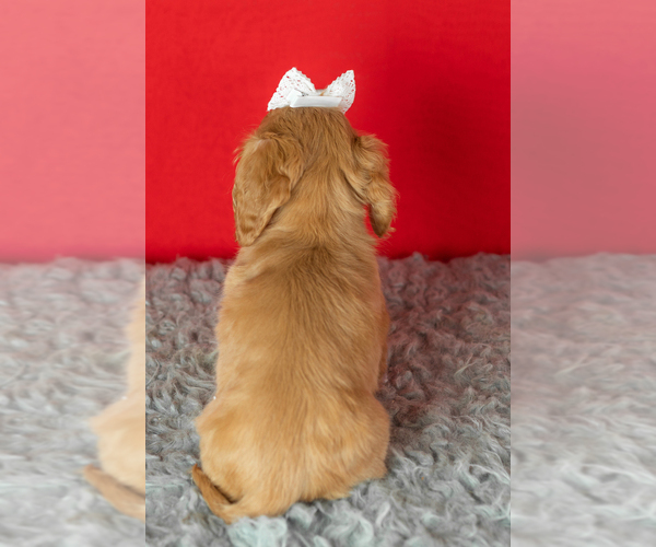 Medium Photo #6 Dachshund Puppy For Sale in NAPPANEE, IN, USA