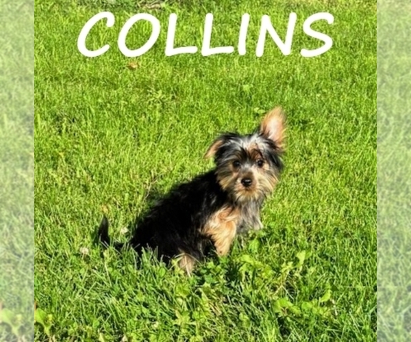 Medium Photo #1 YorkiePoo Puppy For Sale in HARTLAND, MN, USA