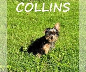YorkiePoo Puppy for Sale in HARTLAND, Minnesota USA