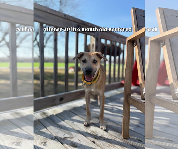 Medium Photo #5 Labrador Retriever-Unknown Mix Puppy For Sale in Virginia Beach, VA, USA