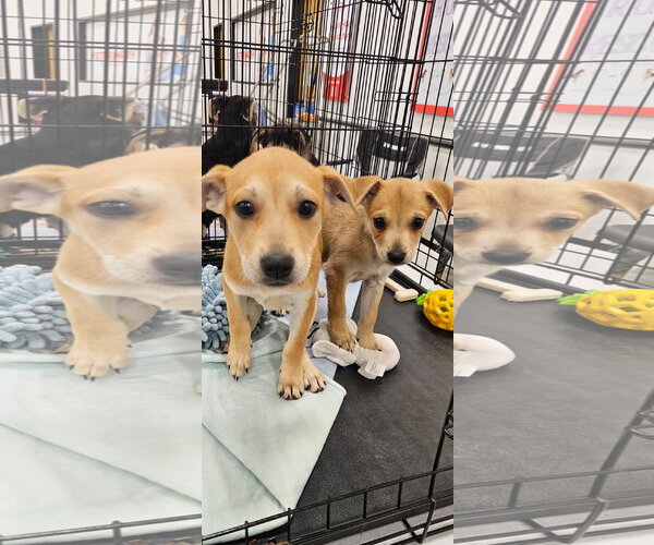 Medium Photo #3 Chihuahua-Retriever  Mix Puppy For Sale in Brooksville, FL, USA